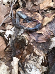 Thamnophis sirtalis sirtalis