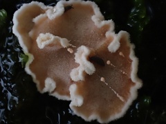 Aleurodiscus mirabilis