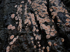 Aleurodiscus mirabilis