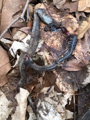 Thamnophis sirtalis sirtalis