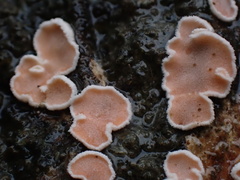 Aleurodiscus mirabilis