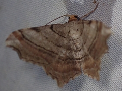 Macaria multilineata