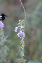 Salvia pallida