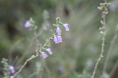 Salvia pallida