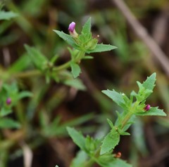 Gratiola pubescens