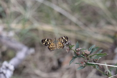 Phystis simois variegata