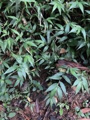 Ichnanthus pallens
