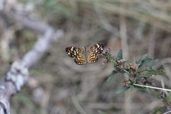 Phystis simois variegata
