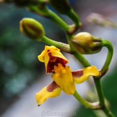 Cyrtochilum densiflorum