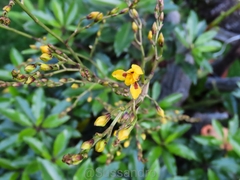 Cyrtochilum densiflorum