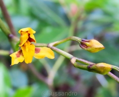 Cyrtochilum densiflorum