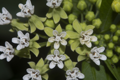 Asclepias nivea