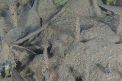 Gobiopterus semivestitus