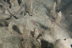 Gobiopterus semivestitus