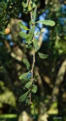 Acanthosyris spinescens