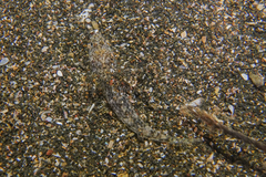 Favonigobius