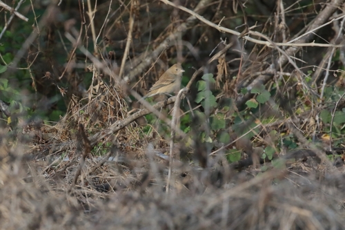 Passerina cyanea image