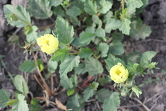 Cienfuegosia sulphurea