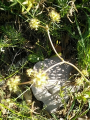 Valerianella echinata