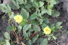 Cienfuegosia sulphurea