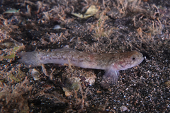 Flatback Mangrove Goby photo 1