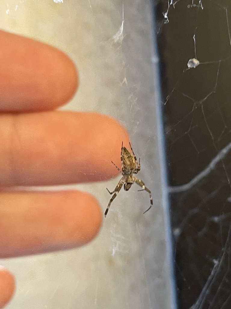 Octonoba sinensis