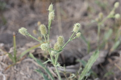 Eryngium coronatum