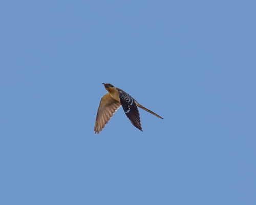 Críalo europeo (Clamator glandarius)