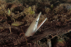 Serpent Eel photo 3