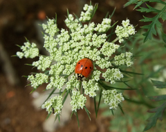 Harmonia axyridis