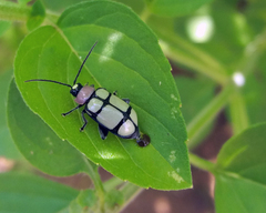 Omophoita octoguttata