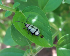 Omophoita octoguttata