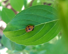 Coccinellidae