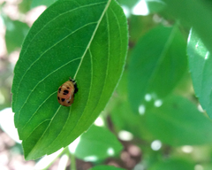 Coccinellidae