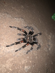 Brachypelma auratum