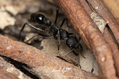 Leptogenys sjostedti