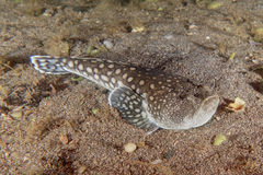 Genyagnus monopterygius