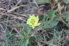Cienfuegosia sulphurea