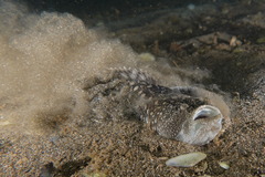 Genyagnus monopterygius