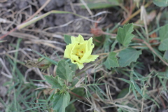 Cienfuegosia sulphurea
