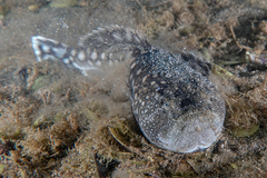 Genyagnus monopterygius