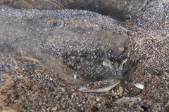 Genyagnus monopterygius