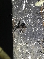 Cryptocellus