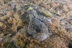 Genyagnus monopterygius