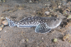 Genyagnus monopterygius