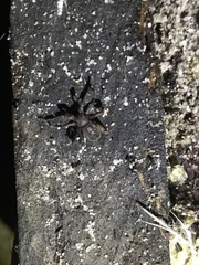 Cryptocellus