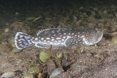 Genyagnus monopterygius