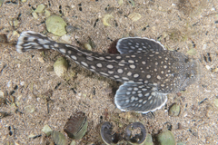 Genyagnus monopterygius