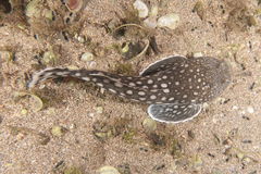 Genyagnus monopterygius