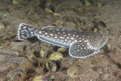 Genyagnus monopterygius